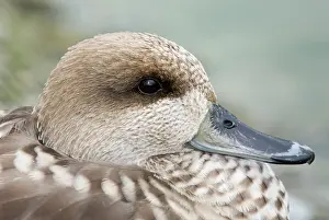 Angustirostris: Marbled Teal
