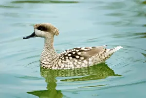 Angustirostris: Marbled Teal