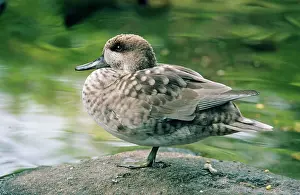 Marmaronetta: MARBLED TEAL DUCK