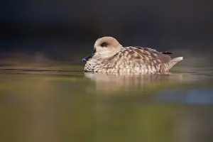 Teals: Marbled Teal Duck winter