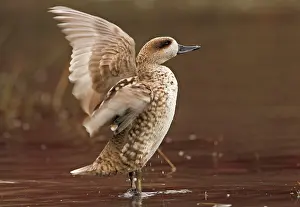 Teals: Marbled Teal (Female) - stretching wings in shallow water