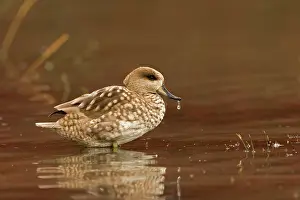 Teals: Marbled Teal (Male) - sitting in shallow water