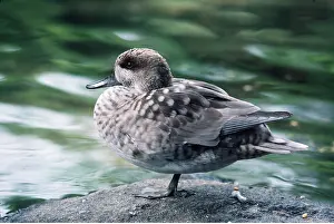 Kenneth Hoyle: Marbled Teal / Marbled DUCK - standing on one leg