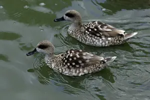 Teals: Marbled Teal - pair swimming on lake