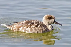 Teals: Marbled Teal swimming on marsh (controlled conditions)