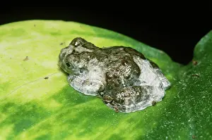 Marmorata: Marbled Tree Frog