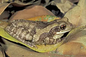Phrynohyas: Marbled Treefrog