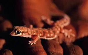 Zoological: Marbled Velvet Gecko