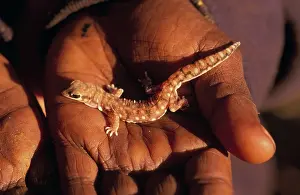 Zoological: Marbled Velvet Gecko