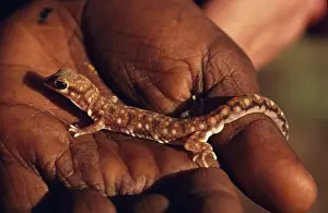 Zoological: Marbled Velvet Gecko