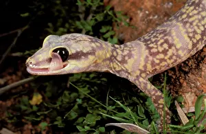 Marmorata: Marbled velvet gecko - cleaning eye with tongue