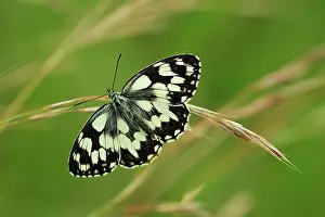 Galathea: Marbled White