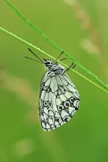 Galathea: Marbled White