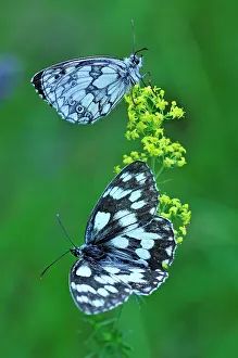Galathea: Marbled White