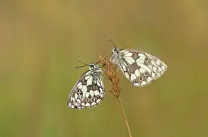 Galathea: Marbled White