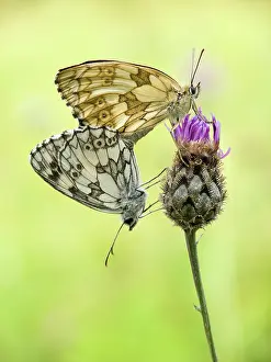 Galathea: Marbled White