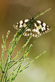 Galathea: Marbled White