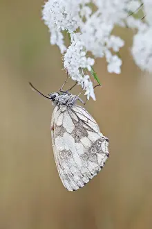 Galathea: Marbled White