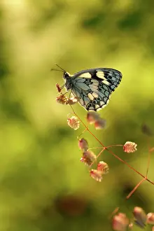 Galathea: Marbled White