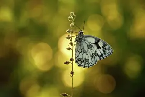 Galathea: Marbled White