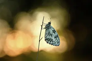 Galathea: Marbled White