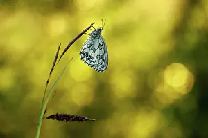 Galathea: Marbled White