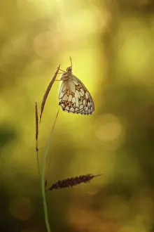 Galathea: Marbled White