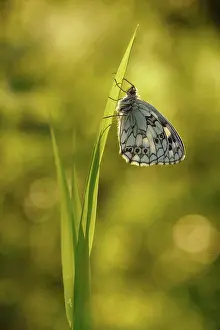 Galathea: Marbled White