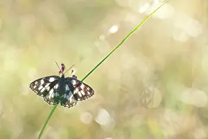 Galathea: Marbled White