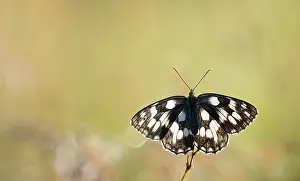 Galathea: Marbled White