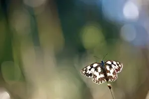 Galathea: Marbled White