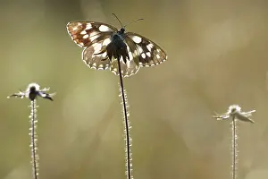 Galathea: Marbled White
