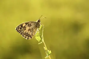 Galathea: Marbled White