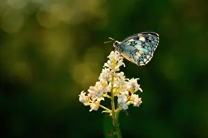 Contre: Marbled White