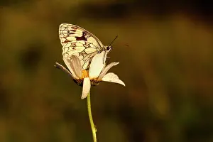 Buttercup: Marbled White