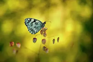 Galathea: Marbled White