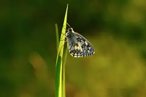 Contre: Marbled White