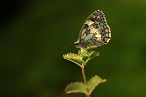 Contre: Marbled White