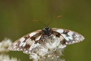 Galathea: Marbled White