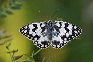 Sant: Marbled White