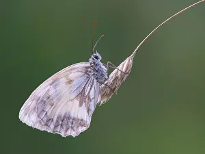 Galathea: Marbled White