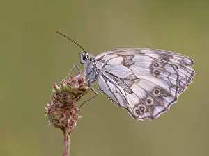 Galathea: Marbled White