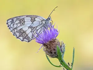Galathea: Marbled White