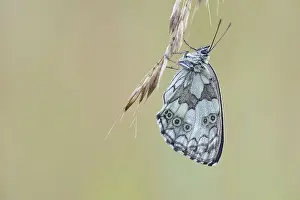 Marbled: Marbled White
