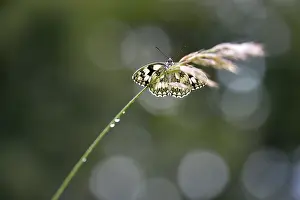 Marbled: Marbled White