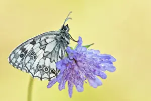 Marbled: Marbled White