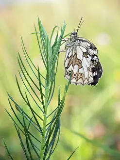 Marbled: Marbled White