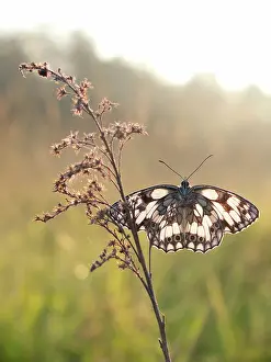 Marbled: Marbled White