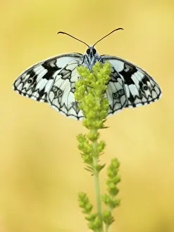 Marbled: Marbled White