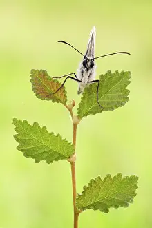 Marbled: Marbled White